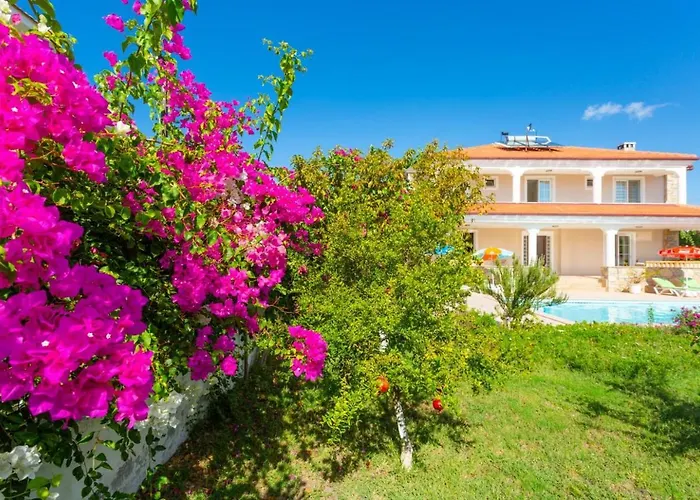 Kubra فيلة داليان